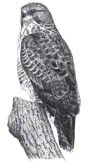 05AMaeusebussard