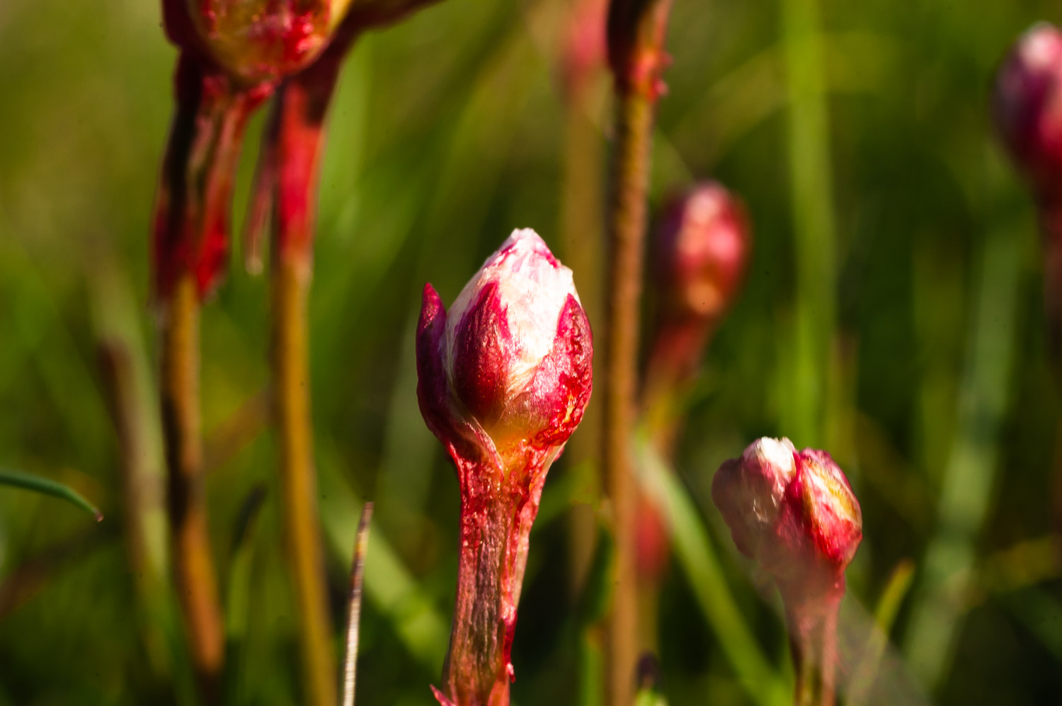 KM_DSC07_0793