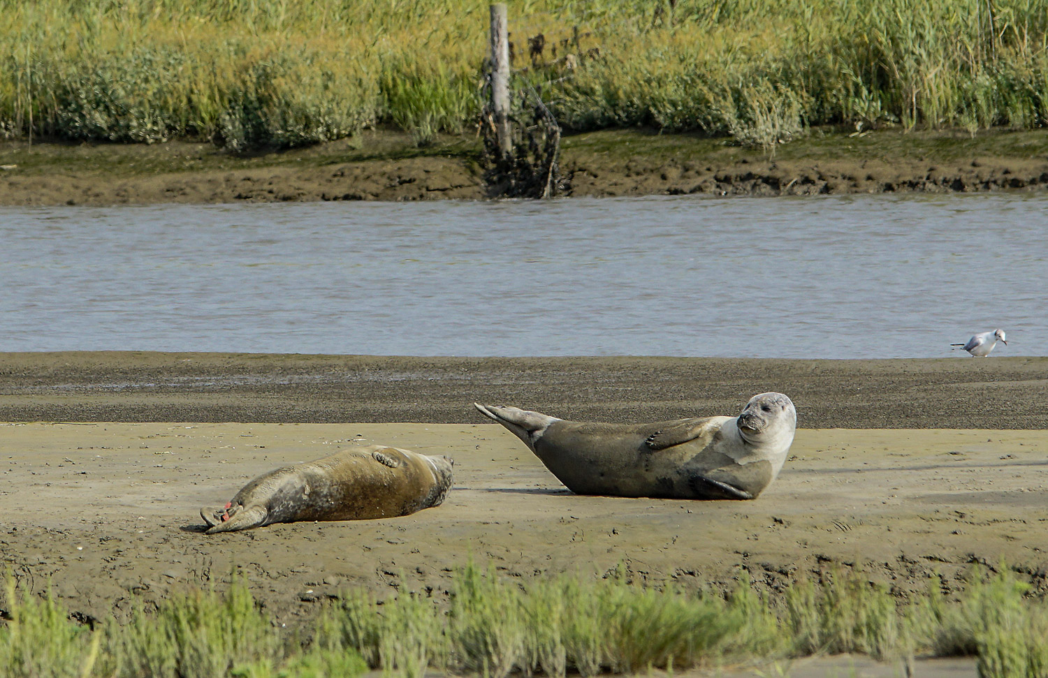KM_JAS_Langwarder_Groden_DSC0067b