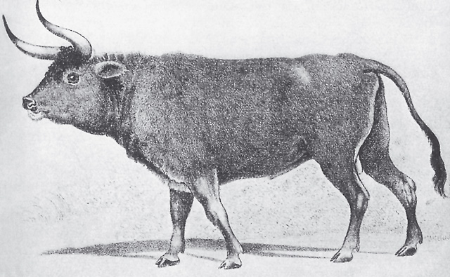 Wildtiere08