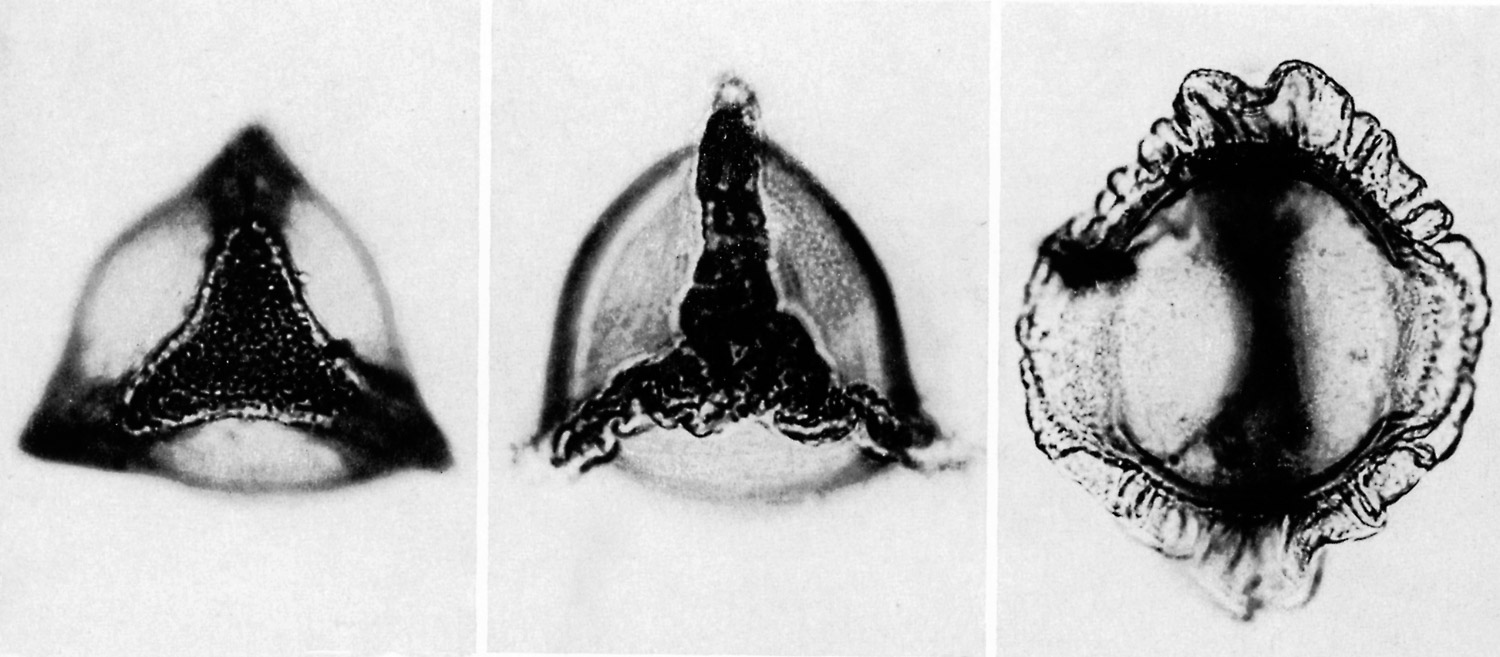 Bur5 Pollen