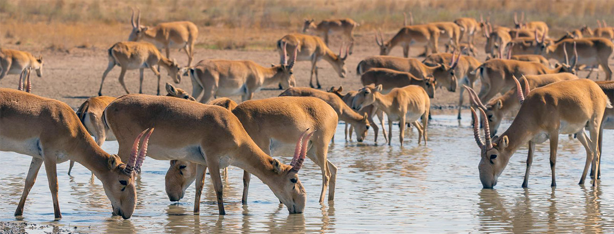 Antilope2