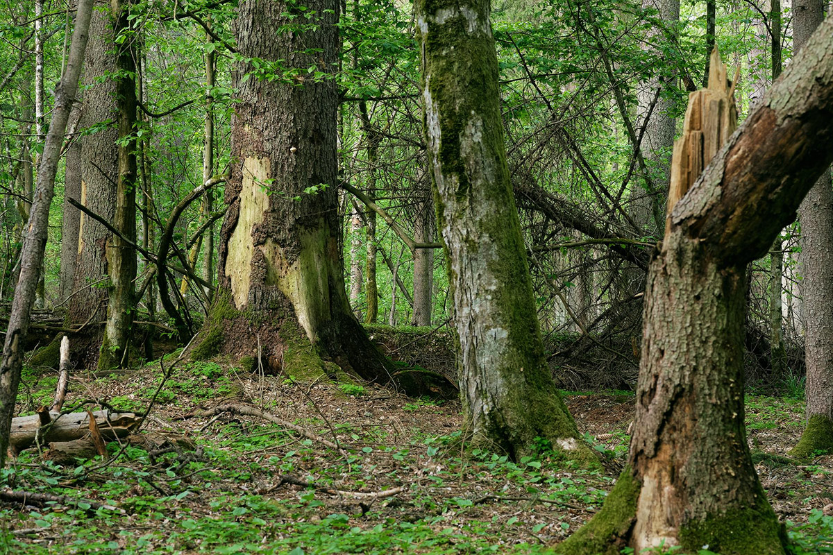 Eiche1