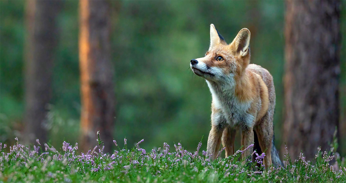 Fuchs2
