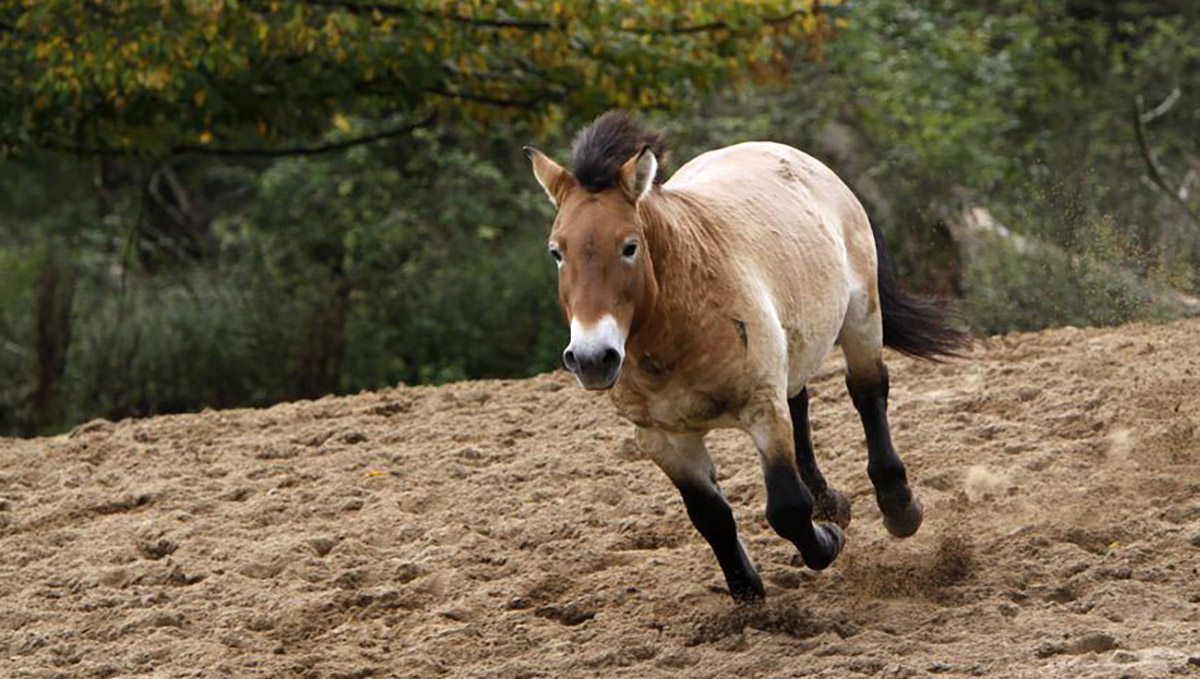 Pferd1
