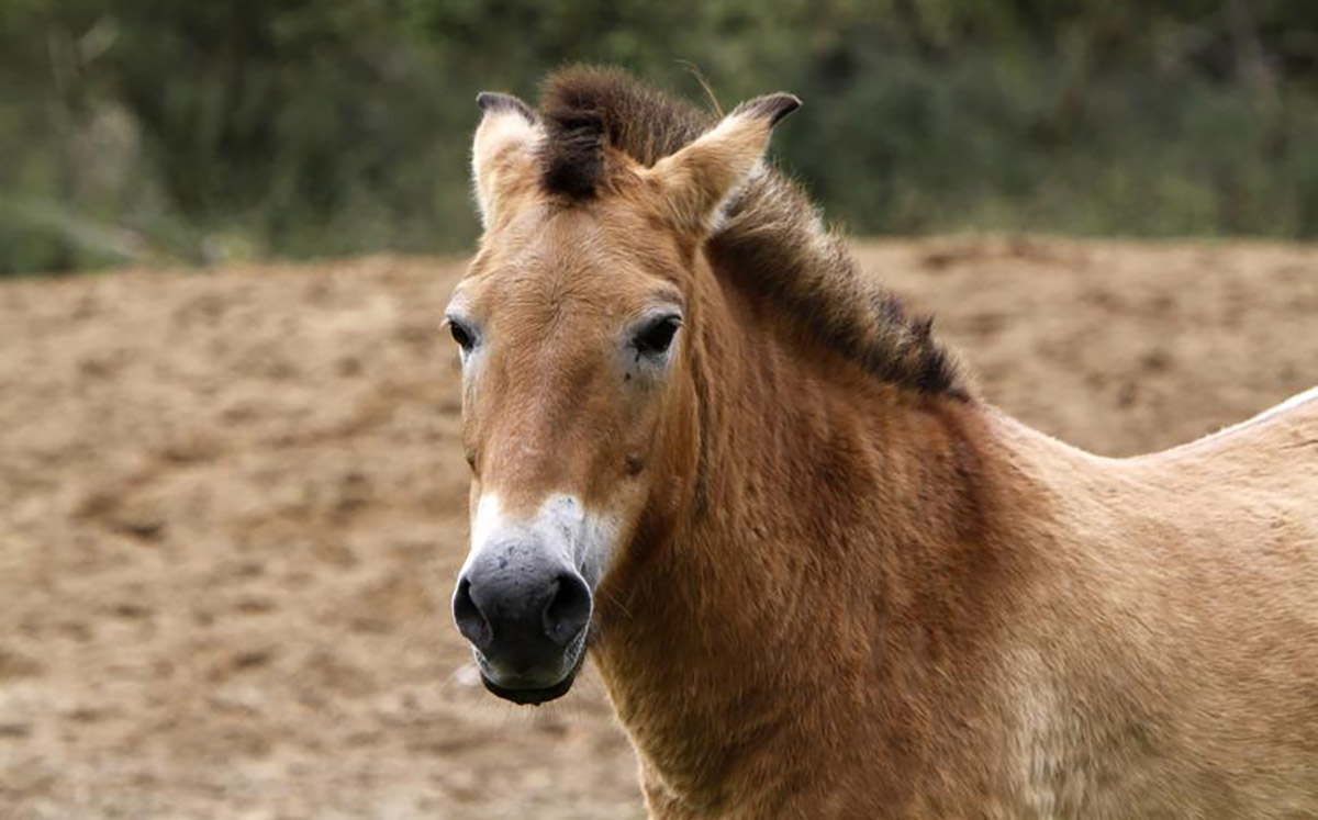 Pferd2