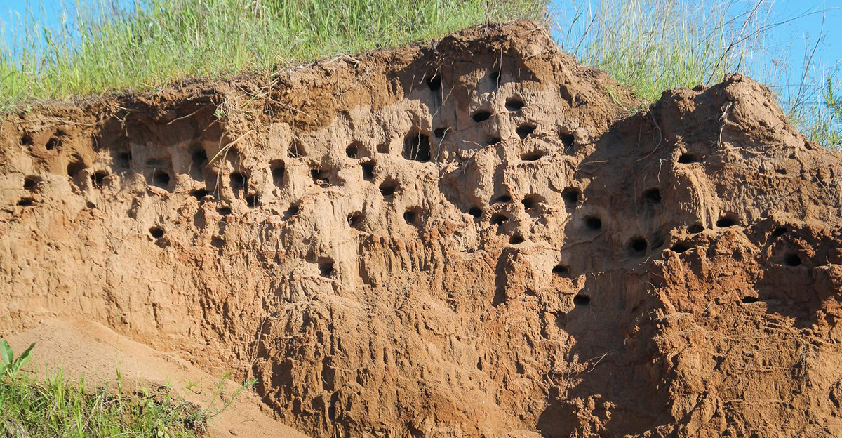 Uferschwalbe