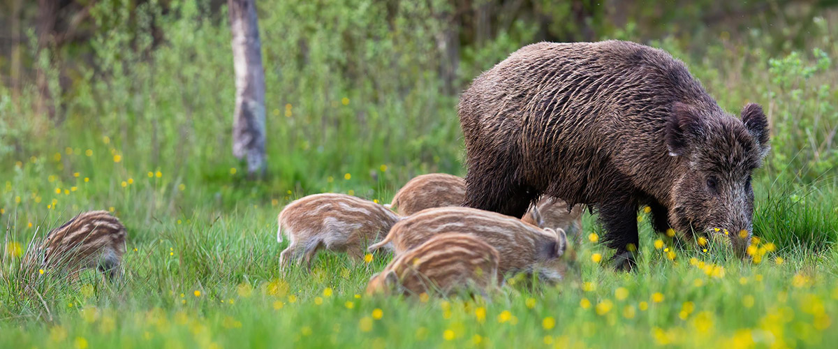 Wildschwein1