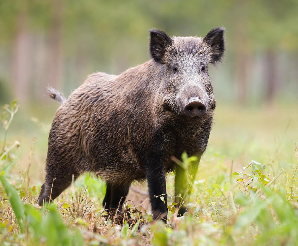 Wildschwein2
