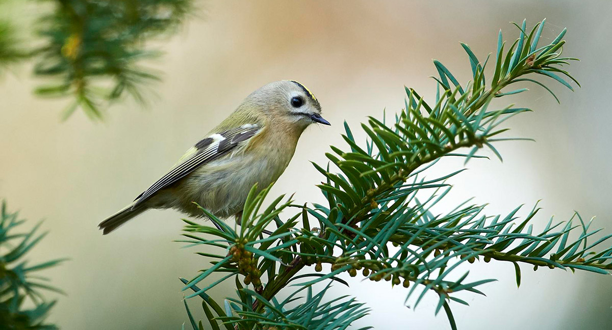 Wintergoldhaenchen