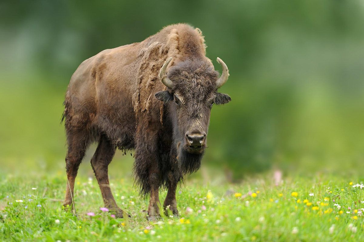 Wisent2