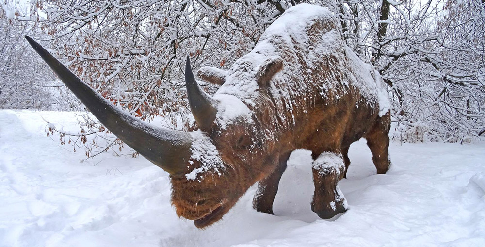 Wollnashorn
