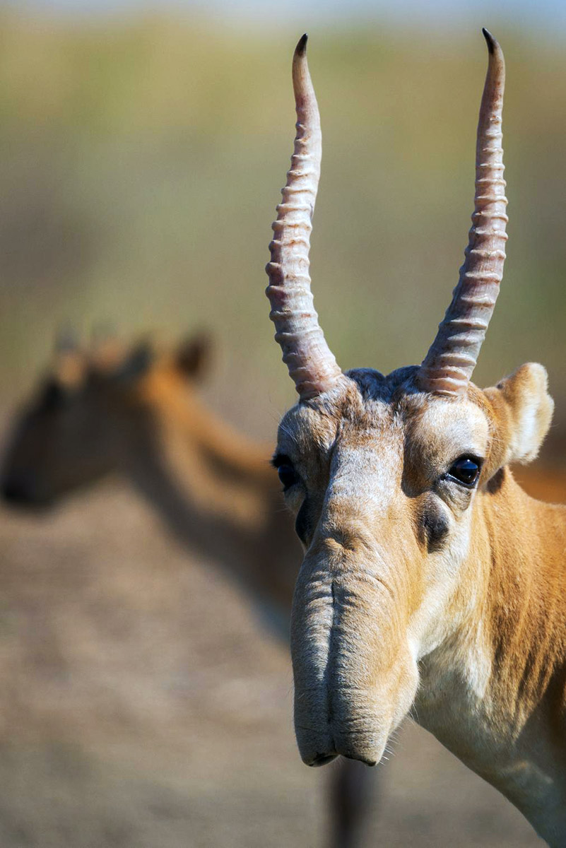 antilope1