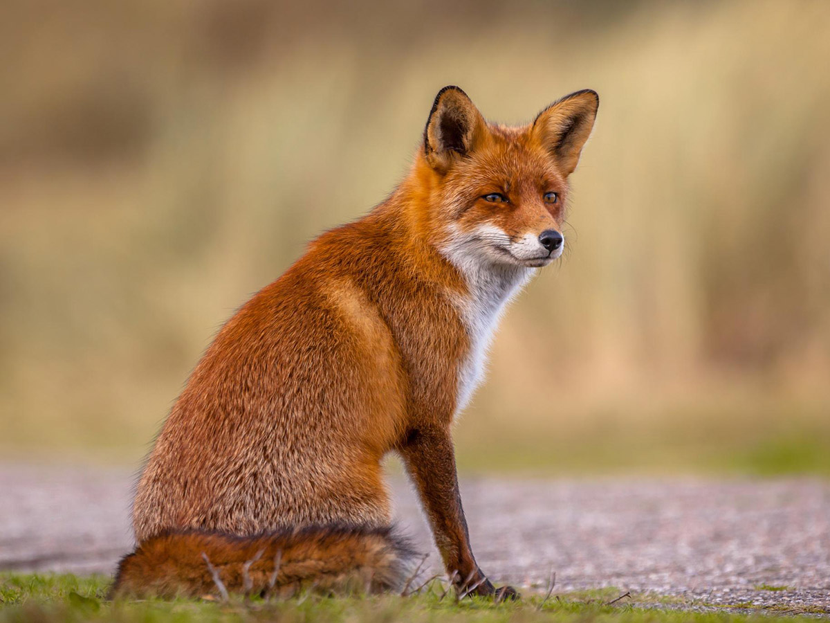 fuchs1