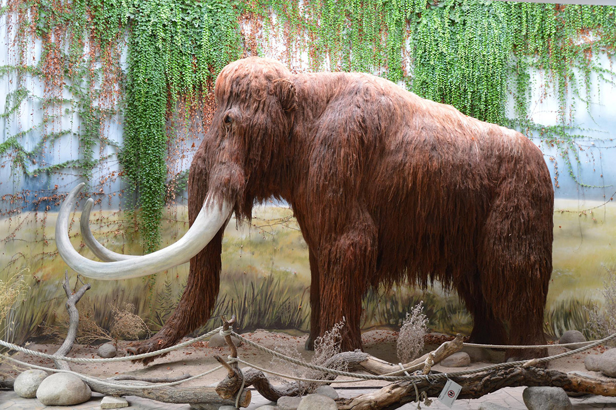 mammut1
