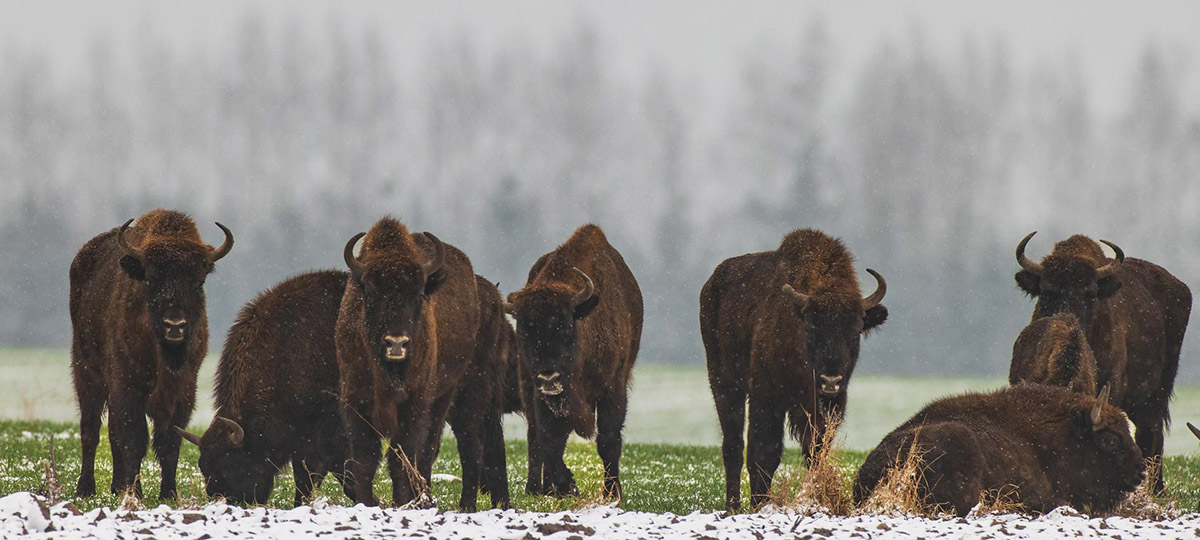 wisent1